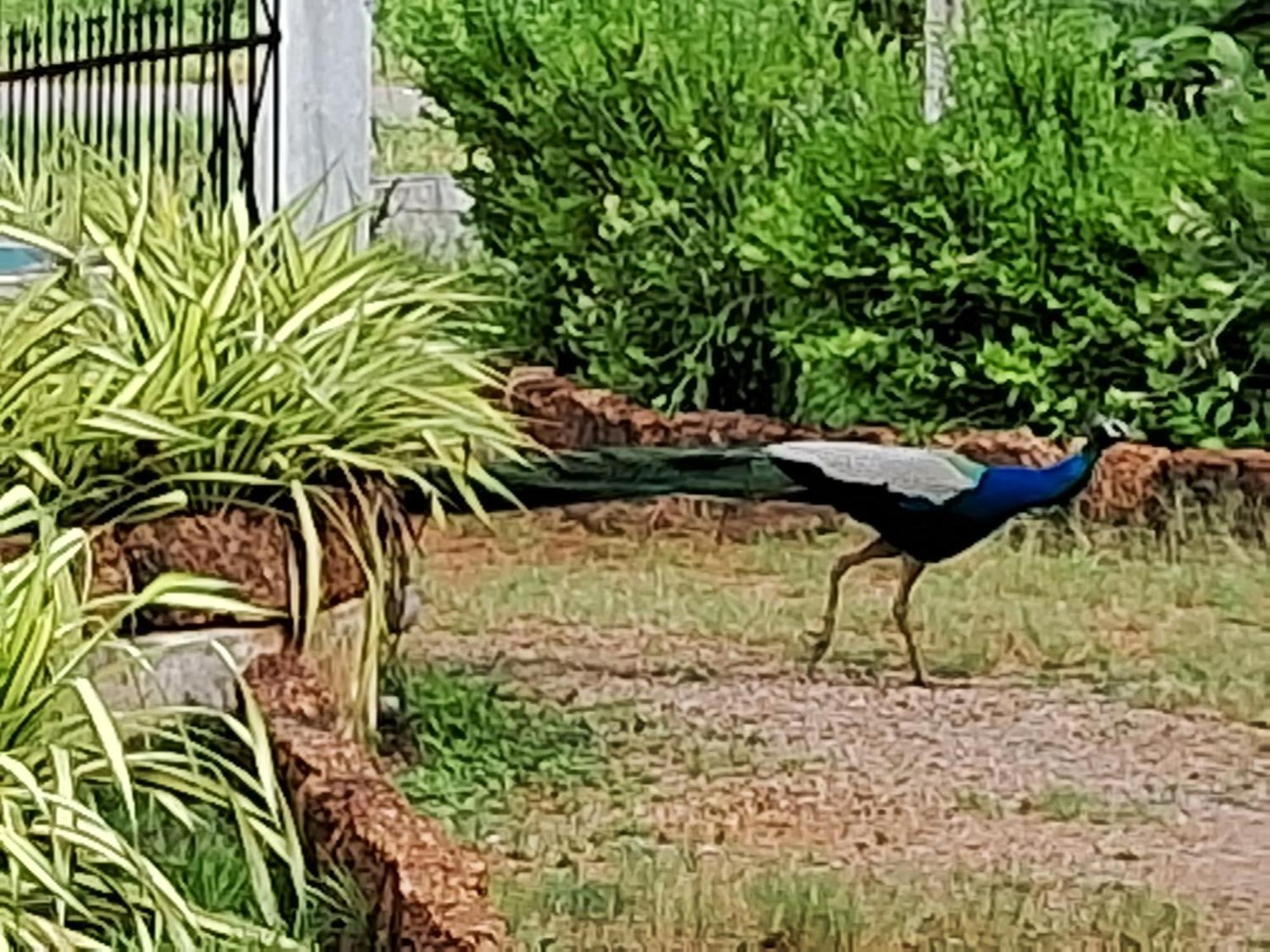 פוטאלם Arachiwil Green Nature Resort מראה חיצוני תמונה